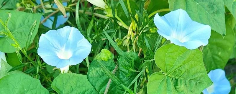 为什么牵牛花在凌晨四点开花，在凌晨四点开花