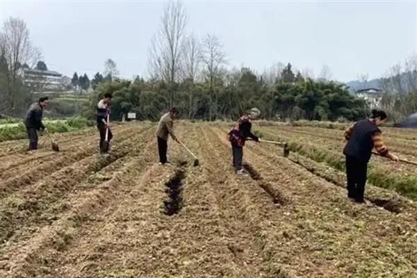 板栗南瓜怎么种植，按照45-60厘米的株距播种