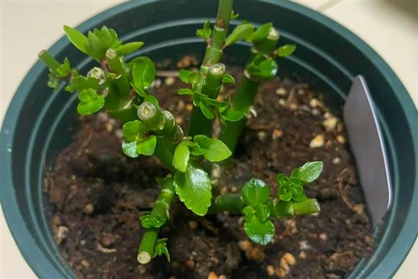 长寿花凋谢后怎么办，剪除残花并追施肥料