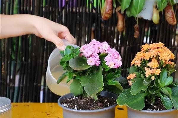 长寿花凋谢后怎么办，剪除残花并追施肥料