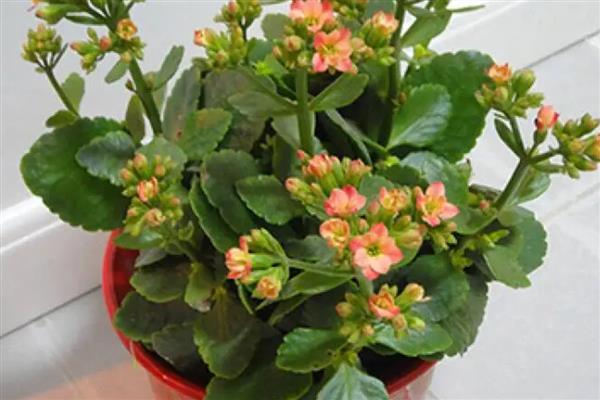 长寿花凋谢后怎么办，剪除残花并追施肥料