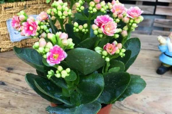 长寿花凋谢后怎么办，剪除残花并追施肥料