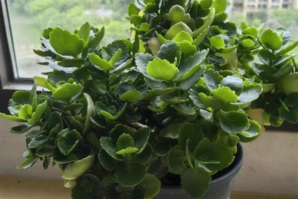 长寿花凋谢后怎么办，剪除残花并追施肥料