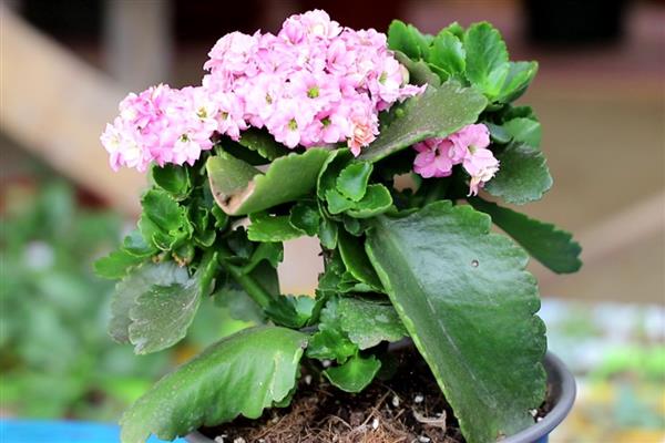 长寿花凋谢后怎么办，剪除残花并追施肥料
