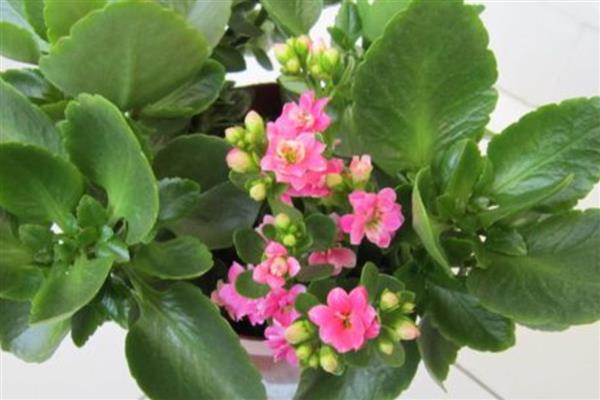 长寿花凋谢后怎么办，剪除残花并追施肥料