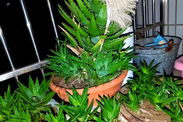 盆栽芦荟如何栽培,喜欢排水性好的松软沙壤土