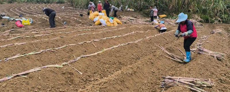 甘蔗的种植技术，春播时间为1月底至3月中旬