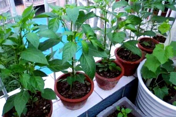 镰刀菌会引起什么病，可以引起根腐病、茎腐病等