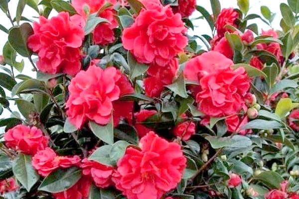 克瑞墨大牡丹茶花是否耐寒，在-10℃的环境下能短暂生存