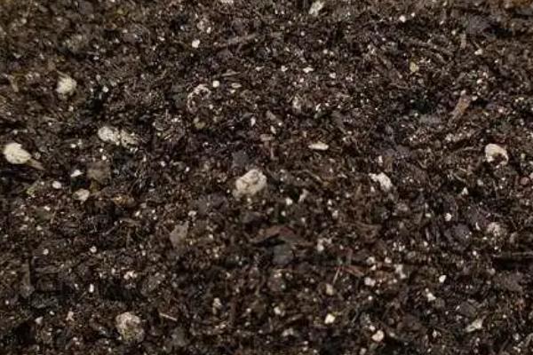 克瑞墨大牡丹茶花是否耐寒，在-10℃的环境下能短暂生存