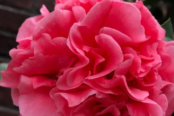 克瑞墨大牡丹茶花是否耐寒，在-10℃的环境下能短暂生存