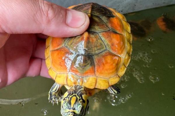 火焰龟能不能用深水养,在深水中可能会溺死