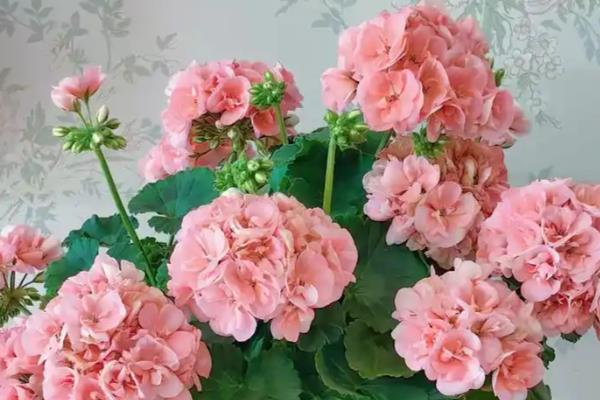 天竺葵怎么养殖,每隔2-3天浇一次水