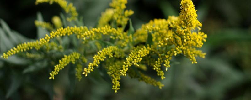 一枝黄花如何插花才能长期养护，每隔2-3天换一次水