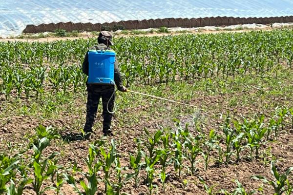 玉米常见病害怎么防治，发生大斑病可喷施异菌脲等药物