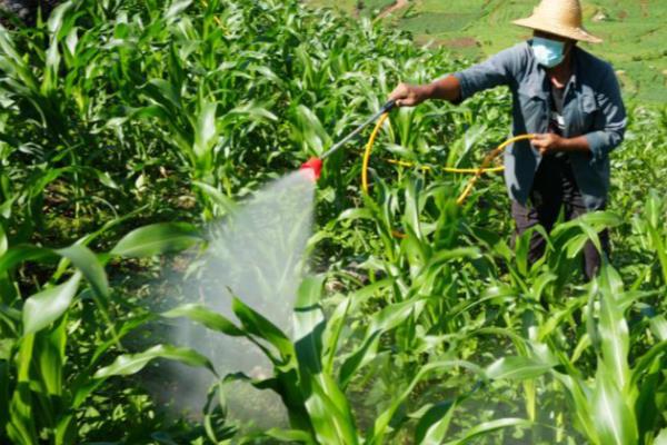 玉米常见病害怎么防治，发生大斑病可喷施异菌脲等药物