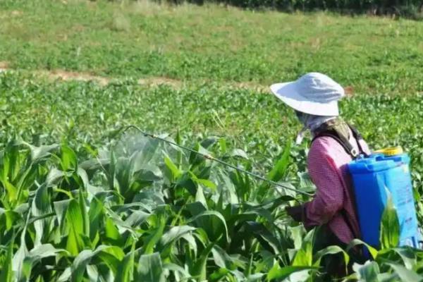 玉米常见病害怎么防治，发生大斑病可喷施异菌脲等药物