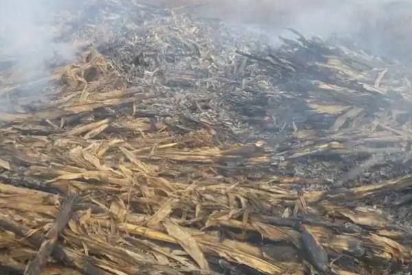 玉米常见病害怎么防治，发生大斑病可喷施异菌脲等药物