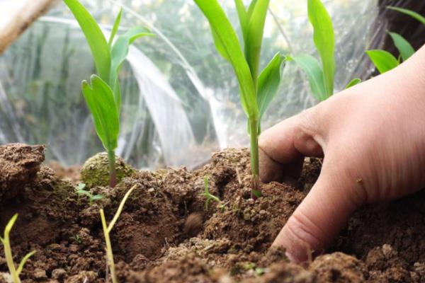 玉米常见病害怎么防治，发生大斑病可喷施异菌脲等药物