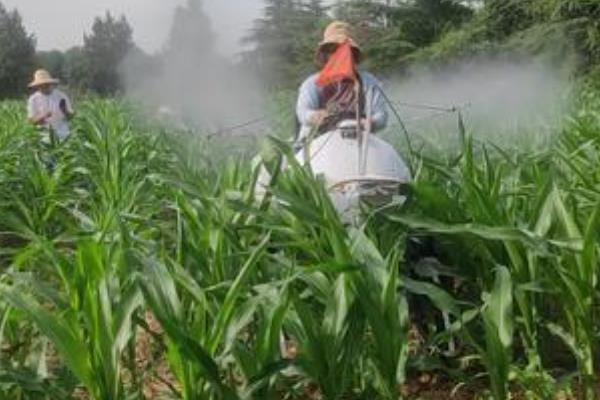 玉米常见病害怎么防治，发生大斑病可喷施异菌脲等药物