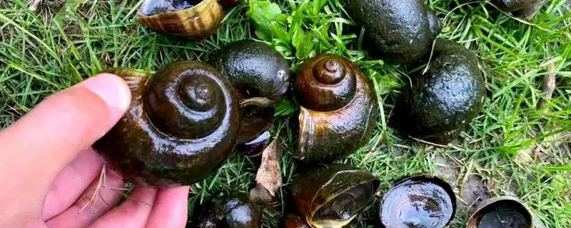 福寿螺如何防治，可农业防治也可生物防治