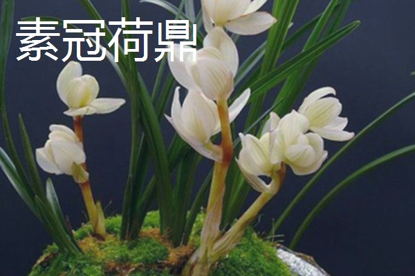 名贵兰花的品种，有素冠荷鼎、鬼兰等
