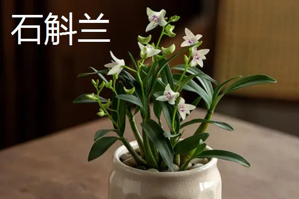 名贵兰花的品种，有素冠荷鼎、鬼兰等