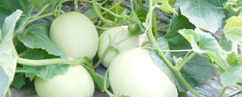 甜瓜何时播种，春播时间为2-3月份