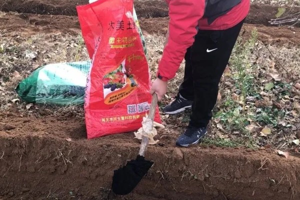 桉树如何施肥，基肥选择施复混肥料或桉树专用肥