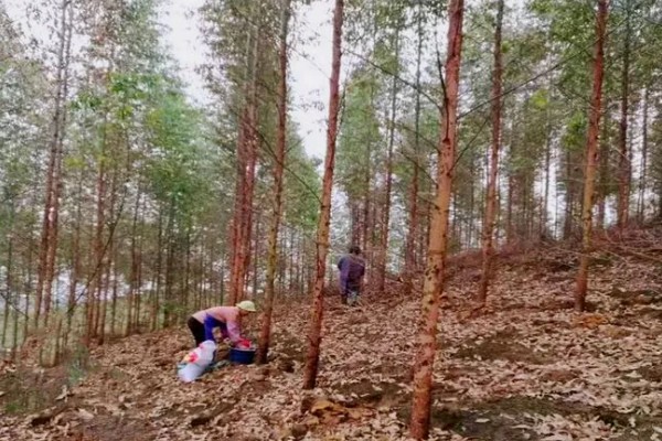桉树如何施肥，基肥选择施复混肥料或桉树专用肥