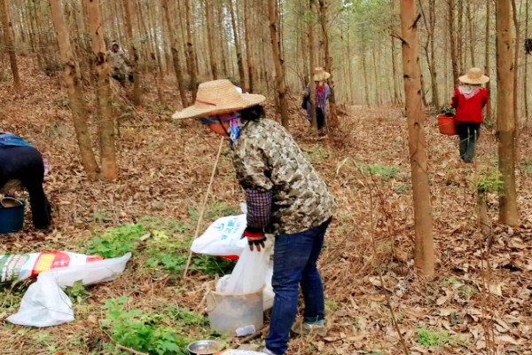 桉树如何施肥，基肥选择施复混肥料或桉树专用肥