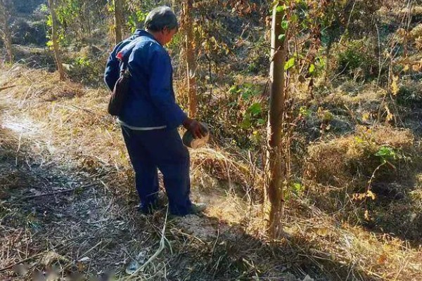 桉树如何施肥，基肥选择施复混肥料或桉树专用肥