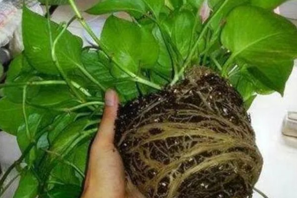 绿植的生长习性,喜欢光照充足的环境