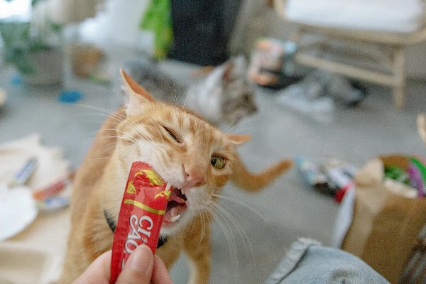 猫不爱吃饭是挑食吗，挑食的毛病主要来自铲屎官员