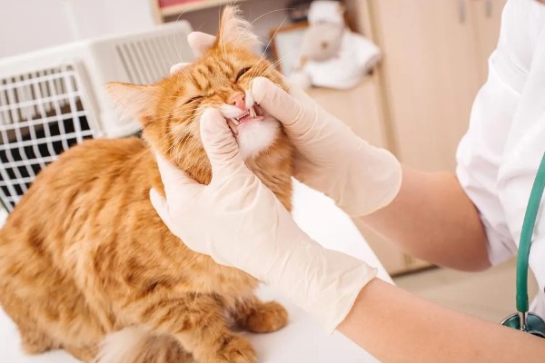 猫不爱吃饭是挑食吗，挑食的毛病主要来自铲屎官员