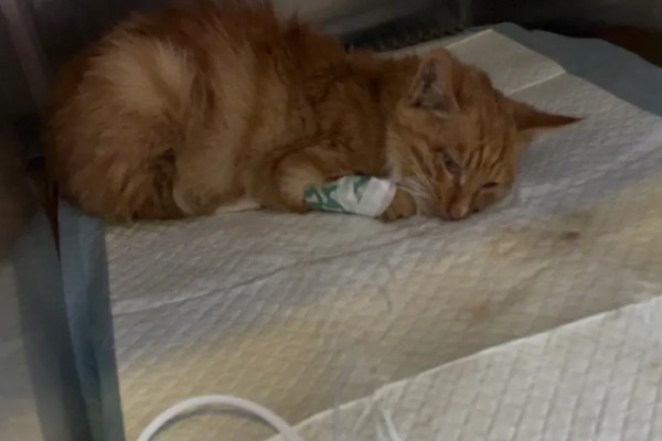 猫不爱吃饭是挑食吗，挑食的毛病主要来自铲屎官员