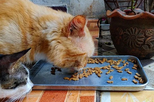 猫不爱吃饭是挑食吗，挑食的毛病主要来自铲屎官员