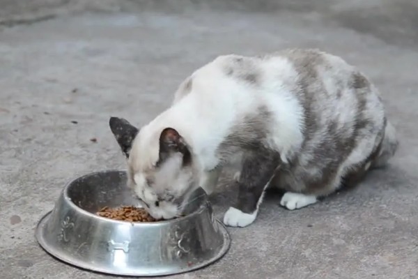 猫不爱吃饭是挑食吗，挑食的毛病主要来自铲屎官员