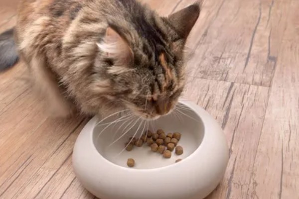 猫不爱吃饭是挑食吗，挑食的毛病主要来自铲屎官员