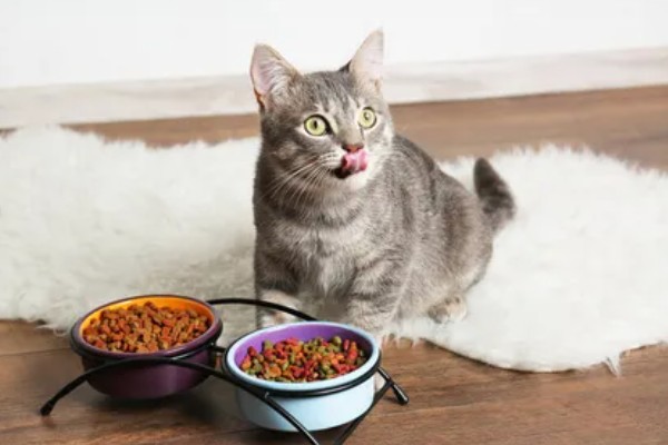 猫不爱吃饭是挑食吗，挑食的毛病主要来自铲屎官员