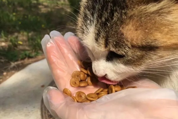 猫不爱吃饭是挑食吗，挑食的毛病主要来自铲屎官员