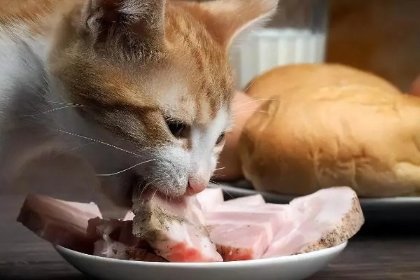 猫不爱吃饭是挑食吗，挑食的毛病主要来自铲屎官员