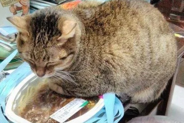 猫不爱吃饭是挑食吗，挑食的毛病主要来自铲屎官员
