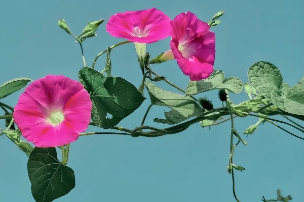 为什么牵牛花在凌晨四点开花,在凌晨四点开花