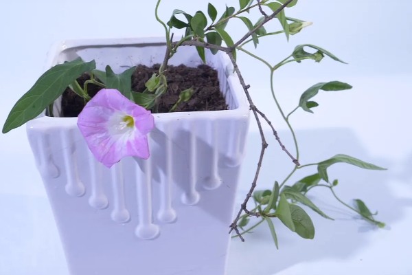 为什么牵牛花在凌晨四点开花,在凌晨四点开花