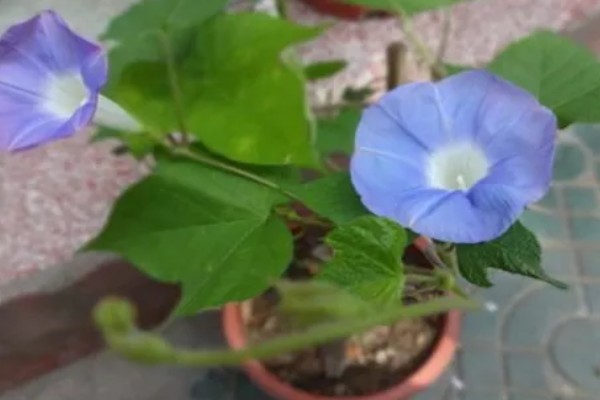 为什么牵牛花在凌晨四点开花,在凌晨四点开花