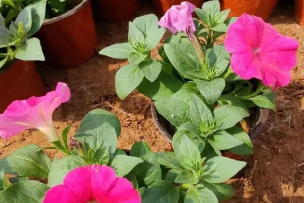 为什么牵牛花在凌晨四点开花,在凌晨四点开花