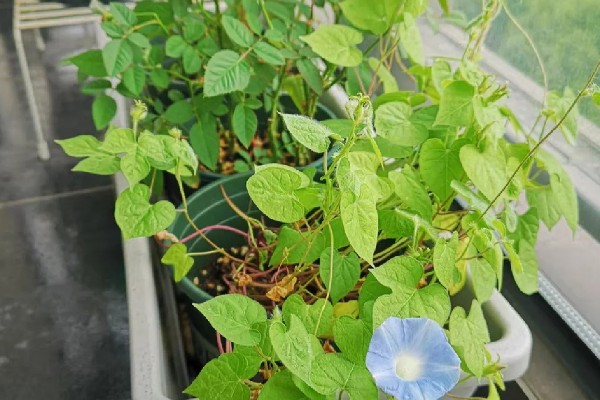 为什么牵牛花在凌晨四点开花,在凌晨四点开花
