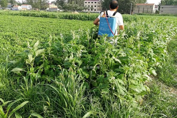 芝麻炭疽病的发病特点,茎部染病初生褐色病斑