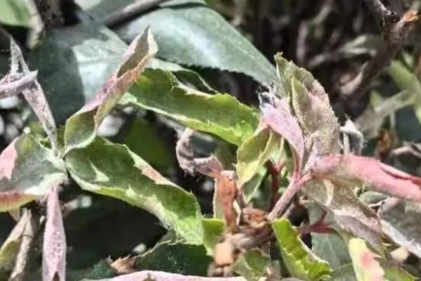 芝麻炭疽病的发病特点,茎部染病初生褐色病斑